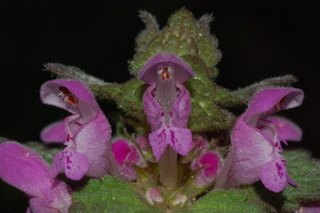 Lamium purpureum, Purple deadnettle