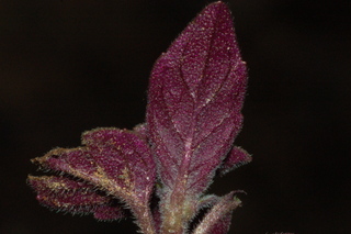 Pycnanthemum incanum