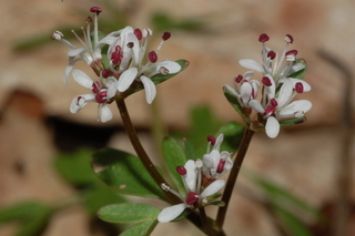 Erigenia bulbosa, Harbinger of spring
