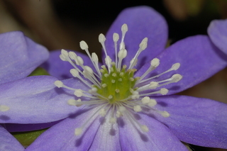 Hepatica nobilis var. acuta, Sharped-lobed hepatica, flower, reproductive parts
