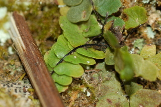 Pellaea atropurpurea, Purple cliffbrake, underside