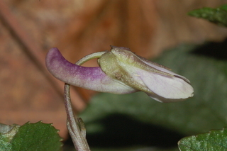 Viola rostrata, Longspur violet