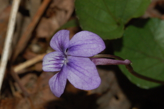 Viola rostrata, Longspur violet, flower