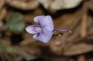 Viola rostrata, Longspur violet, flower