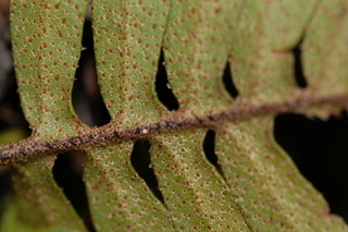 Pleopeltis polypodioides, Resurrection fern