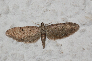 Eupithecia matheri, male