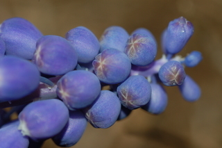 Muscari armeniacum, Armenian grape hyacinth