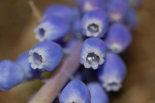 Muscari armeniacum, Armenian grape hyacinth