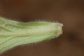 Erigeron pulchellus