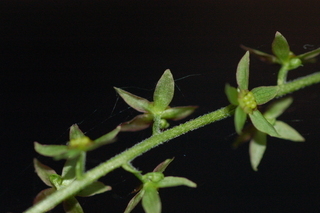 Xanthorhiza simplicissima, Yellowroot