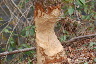 Castor canadensis, Beaver, damage to tree