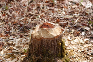 Castor canadensis, Beaver, stump