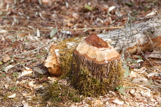 Castor canadensis, Beaver, stump and felled tree