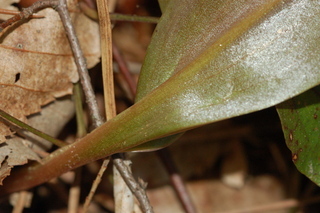 Erythronium umbilicatum, Dimpled troutlily