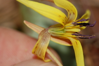 Erythronium umbilicatum, Dimpled troutlily