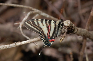 Eurytides marcellus, Zebra swallowtail