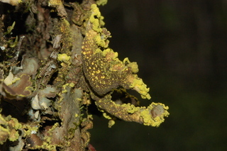 Pseudocyphellaria aurata