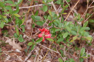 Chaenomeles speciosa, Flowering quince