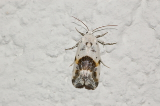 Ponometia candefacta, Olive-shaded Bird-dropping Moth