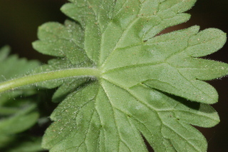 Geranium molle, Dovefoot Geranium