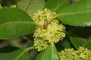Ilex latifolia, Lusterleaf holly