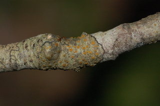Caloplaca cerina