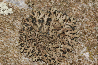 Phaeophyscia rubropulchra