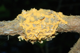 Peridermium harknessii, Rust pine yellow disease