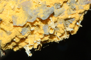 Peridermium harknessii, Rust pine yellow disease