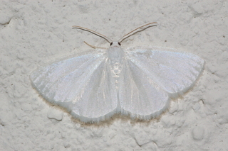 Lomographa vestaliata, White Spring Moth