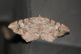 Macaria granitata, Granite Moth