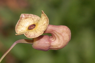 Aristolochia macrophylla, Dutchmans-pipe