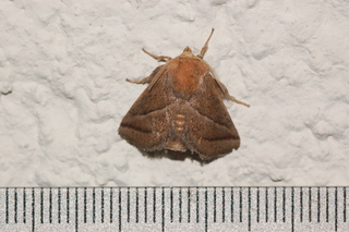Natada nasoni, Nasons Slug Moth