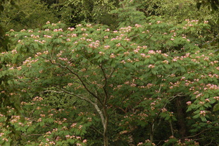 Albizia julibrissin, Mimosa