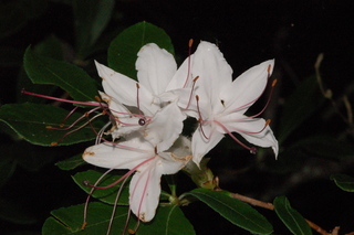 Rhododendron arborescens, Smooth azalea