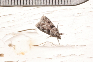 Scoparia biplagialis, Double-striped Scoparia Moth