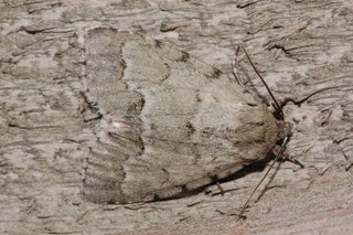 Acronicta innotata, Unmarked Dagger Moth