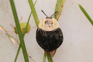 Necrophila americana, American carrion beetle
