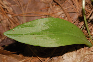Liparis liliifolia, Brown widelip orchid