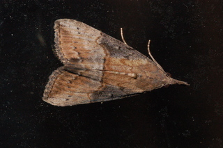Hypena scabra, Green Cloverworm Moth