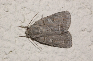 Acronicta radcliffei, Radcliffes Dagger Moth