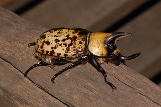 Dynastes tityus, Eastern Hercules beetle, male