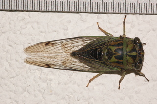 Tibicen canicularis, Dog-day cicada