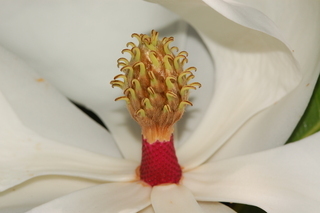 Magnolia grandiflora, Southern magnolia, flower