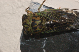 Tibicen canicularis, Dog-day cicada