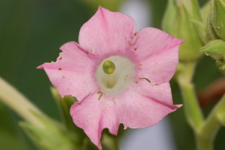 Nicotiana tabacum, flower