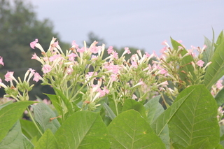 Nicotiana tabacum, flowers