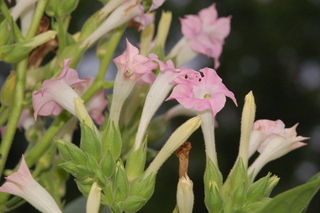 Nicotiana tabacum, flowers