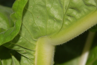 Nicotiana tabacum, leaf base
