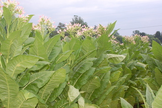 Nicotiana tabacum, plant and flowers